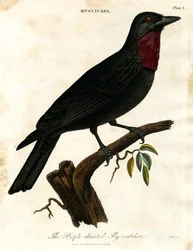 Purpurkehl-Fliegenschnäpper (Muscicapa)