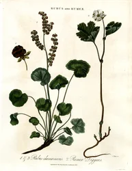 Rubus und Rumex: Moltebeere und Bergsauerampfer