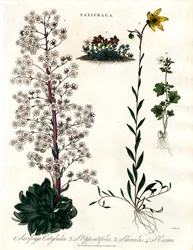 Saxifraga-Arten