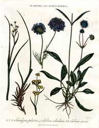 Scabiosa und Scheuchzeria