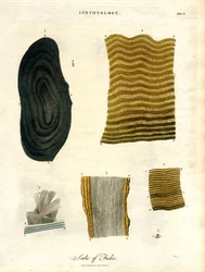 Schuppen von Fischen