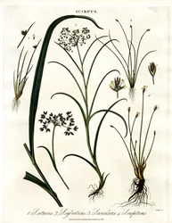 Scirpus-Arten