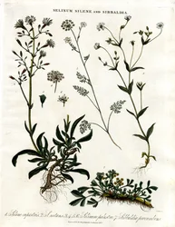 Selinum;Silene und Sibbaldia