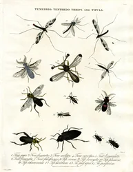Tenebrio; Tenthedo; Thrips und Tipula - Insektenvielfalt