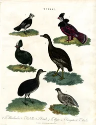 Tetrao Arten (Auerhuhn)