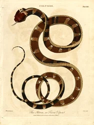 Die Atropos oder wilde Viper