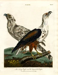 Der Lärmadler und der Langschwanzadler