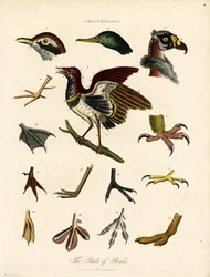 Die Teile der Vögel (Ornithologie)