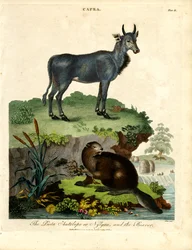 Die Picta-Antilope oder Nilgau und der Biber
