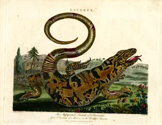Der Schutzleguan von Surinam