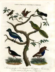 Todus; Tringa; Trochilus und Trogon