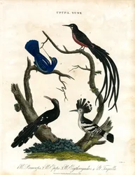 Upupa und Yunx (Wiedehopf und Wendehals)