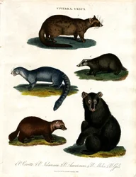 Viverra und Ursus: Verschiedene Arten von Zibetkatzen und Bären