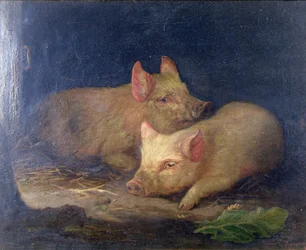 Zwei Preisschweine im Innenraum
