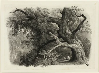 Alter Baum im Billah - Sherwood Forest