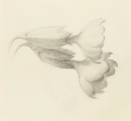 Schlüsselblumen, wahrscheinlich 1871