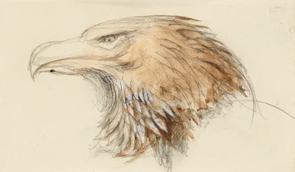 Der Kopf eines gewöhnlichen Steinadlers, aus dem Leben, 8-11 September 1870