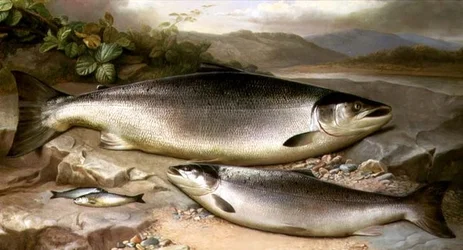 Fisch-Stillleben