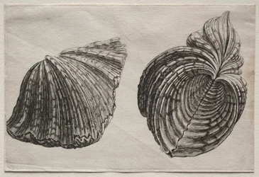 Schalen: Hippopus maculatus Lam
