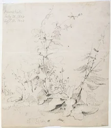 Studie von Unkraut, Kirkstall