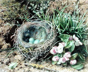Vogelnest und Blüte