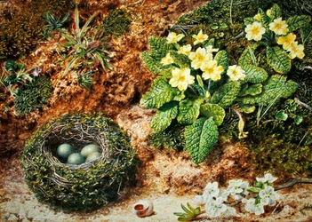 Vogelnest mit Primeln