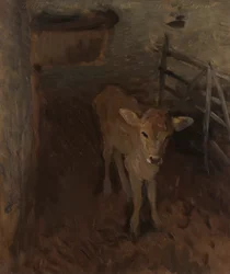 Ein Jersey-Kalb