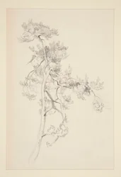 Baum und Laub