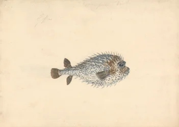 Ein Igelfisch