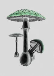 Fliegenpilz Weißer Hintergrund Grün