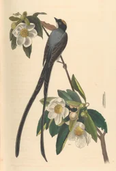 Gabelschwanz-Königstyrann, Gordonia lasianthus, 1840-44.