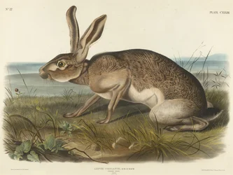 Texianischer Hase, 1848 (handkolorierte Lithografie auf Velinpapier)