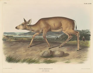 Schwarzwedelhirsch