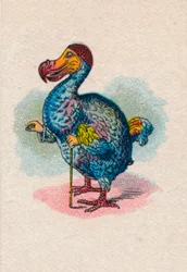 Der Dodo, 1930