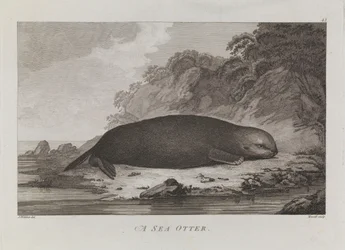 Ein Seeotter