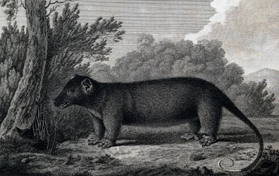 Opossum, Gravur nach einer Zeichnung von John Webber (1750-1793) während der dritten Reise von James Cook