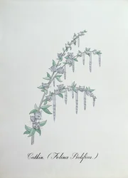 Kätzchen (Felina Prolifica.), Illustration aus 