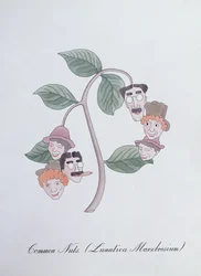 Gemeine Nüsse. (Lunatica Marxbrosium), Illustration aus 