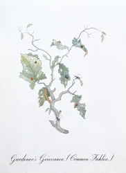 Gärtnerbeschwerde (Gemeine Fahlie), Illustration aus 