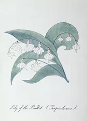 Lilie des Balletts (Terpsichorea.), Illustration aus 