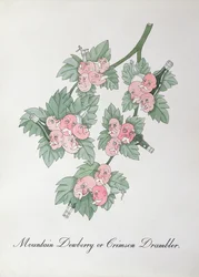 Berg-Taubnessel oder Purpur-Drambler, Illustration aus 