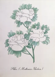 Phlox. (Muttonica Idiotica), Illustration aus 