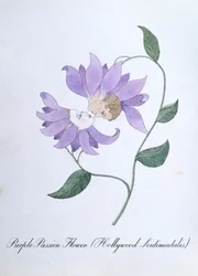 Purpurne Passionsblume (Hollywood Sentimentalis), Illustration aus 