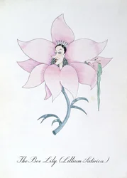 Die Bienenlilie (Lillium Satirica), Illustration aus 