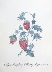 Vulgäre Himbeere (Rudity Simplissimus), Illustration aus 