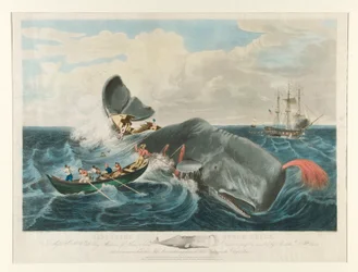 Einen Pottwal fangen