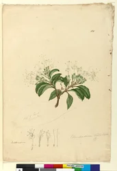 Seite 100. Clerodendrum tomentosum
