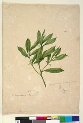 Seite 101. Myoporum acuminatum