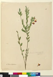 Seite 113. Bossiaea heterophylla