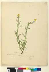 Seite 119. Helichrysum apiculatum